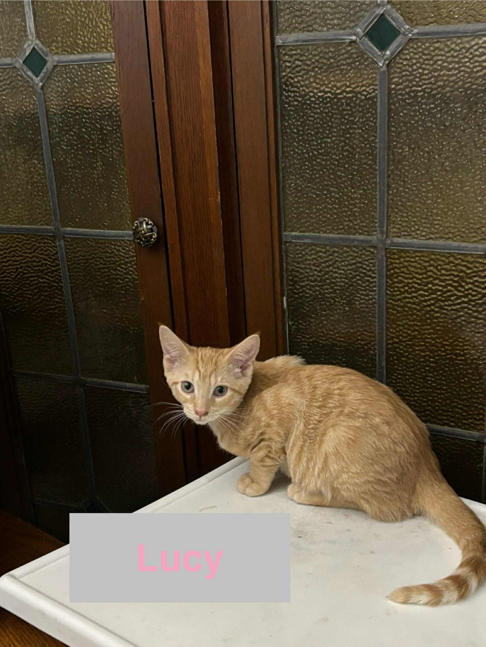 Enlarge Lucy of The Fantastic Four!!!, an adopted Domestic Short Hair in Hawthorne, NJ image 2/2