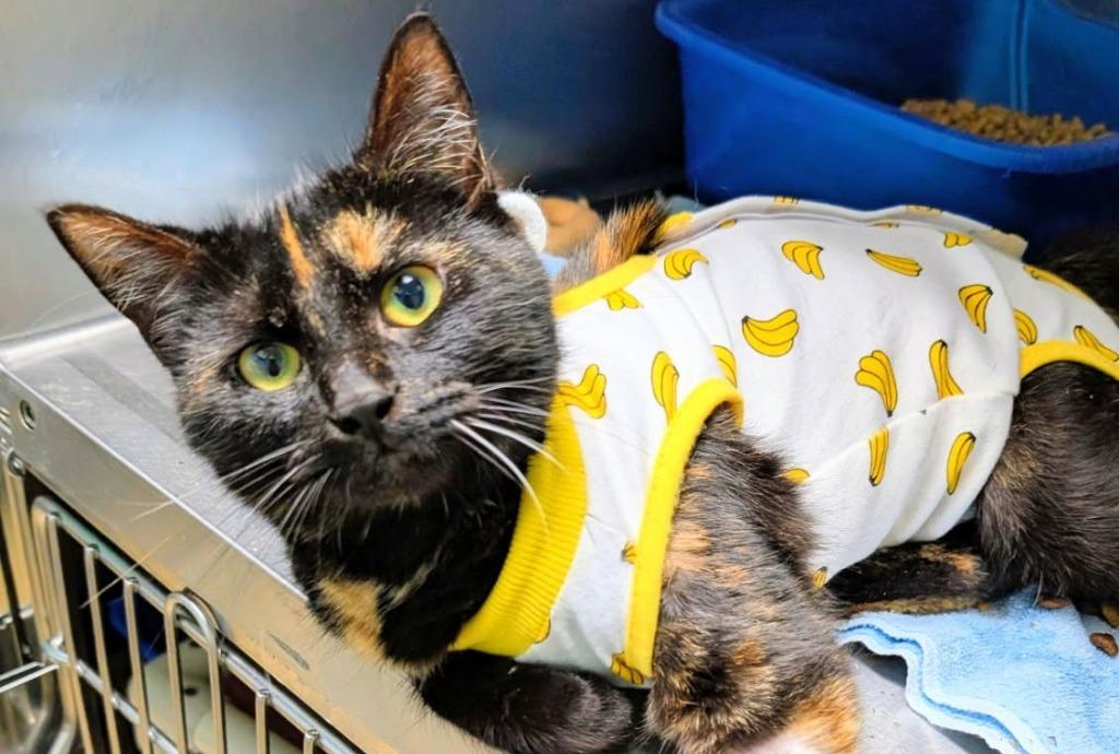 Verona, Adoptable, Young Female Domestic Short Hair.