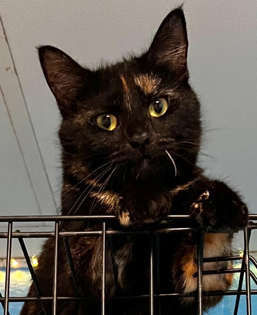 Enlarge Verona, a Adoptable mixed breed in Ellijay, GA image 2/4