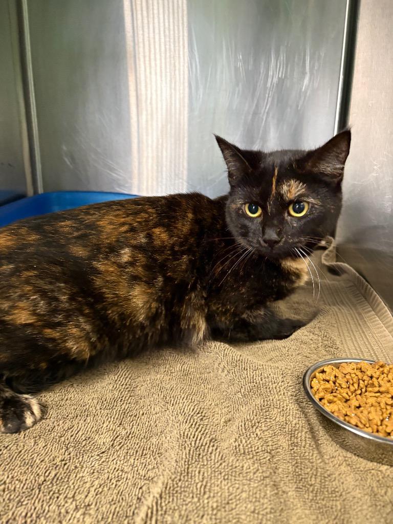 Enlarge Verona, a Adoptable mixed breed in Ellijay, GA image 1/1