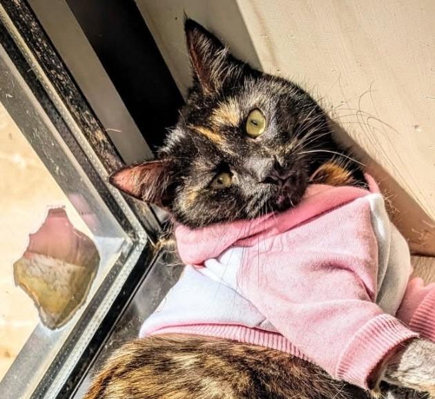 Enlarge Verona, a Adoptable mixed breed in Ellijay, GA image 2/2