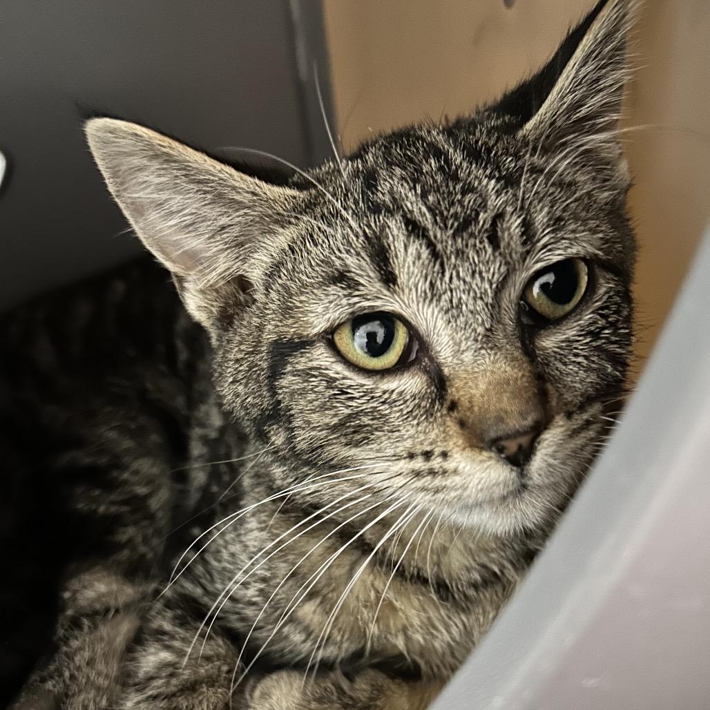 Richard, Adoptable, Kitten Male Domestic Short Hair.
