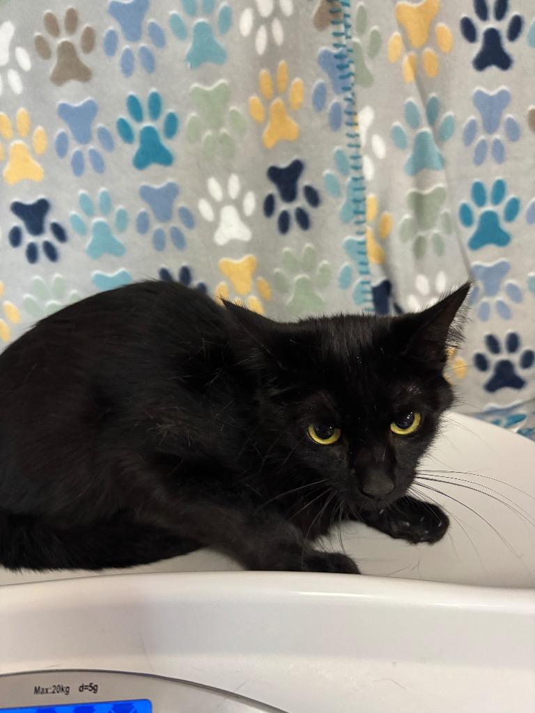 Enlarge Macy, a Adoptable mixed breed in Wabash, IN image 1/2