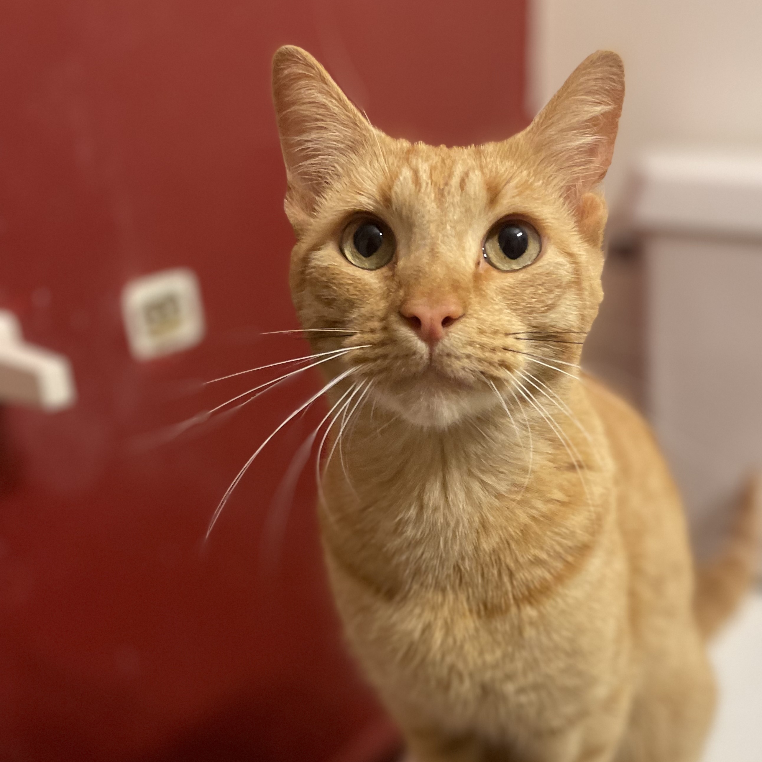 Cat for adoption Toffee, a Domestic Short Hair in Lemoyne, PA Petfinder