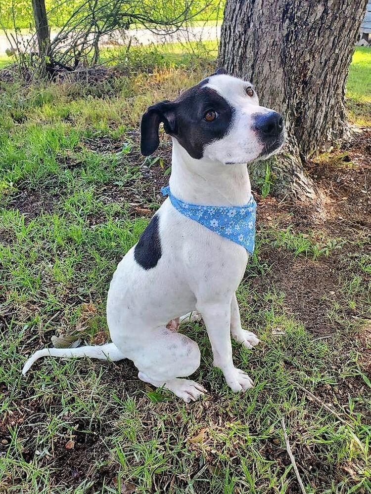 Maisy, Adoptable, Young Female American Staffordshire Terrier & Hound.
