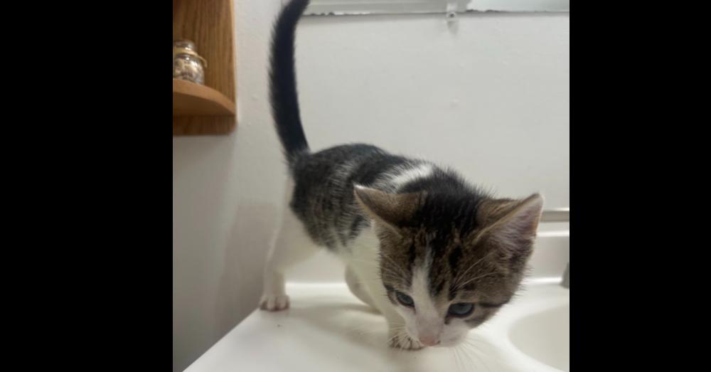 Tails, Adoptable, Kitten Male Domestic Short Hair.