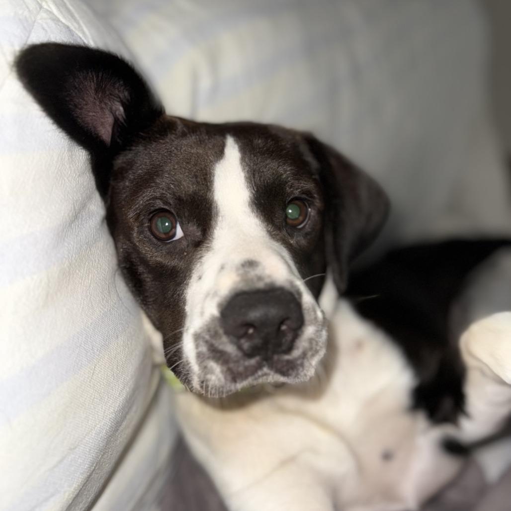 Bartley — thumbnail 2