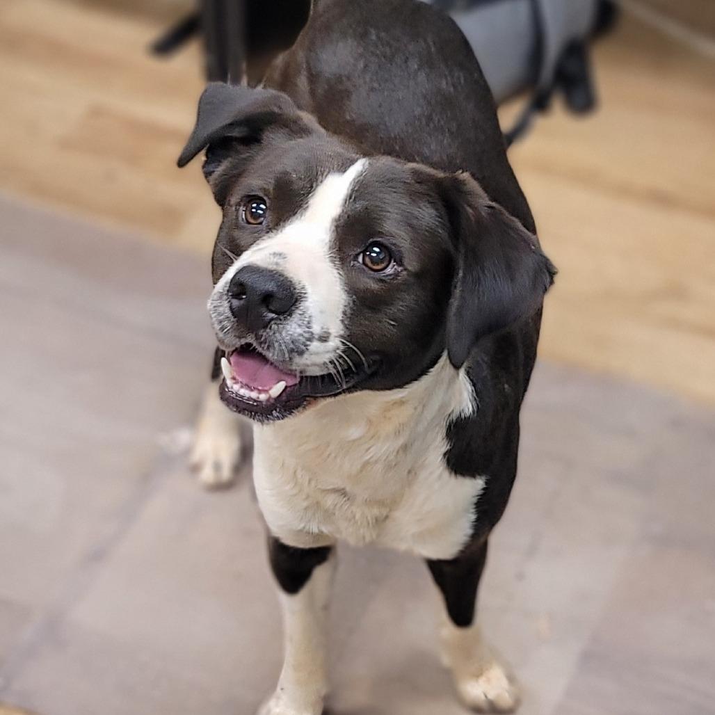 Bartley — thumbnail 4