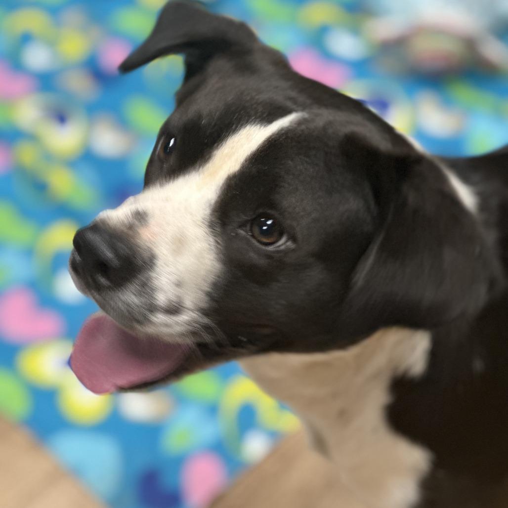 Bartley — thumbnail 5