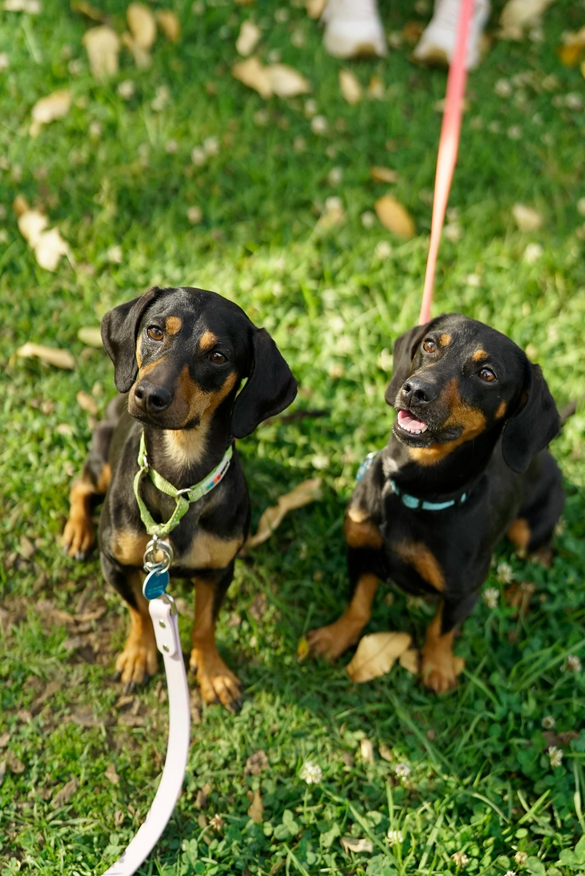 Enlarge Frank & Link, a Adoptable Dachshund in Pasadena, CA image 1/6