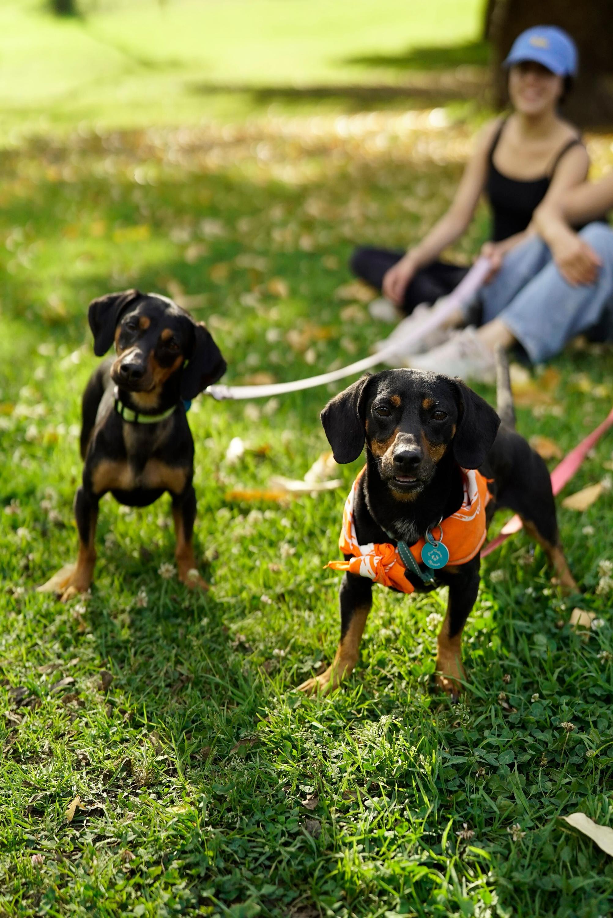 Enlarge Frank & Link, a Adoptable Dachshund in Pasadena, CA image 4/6