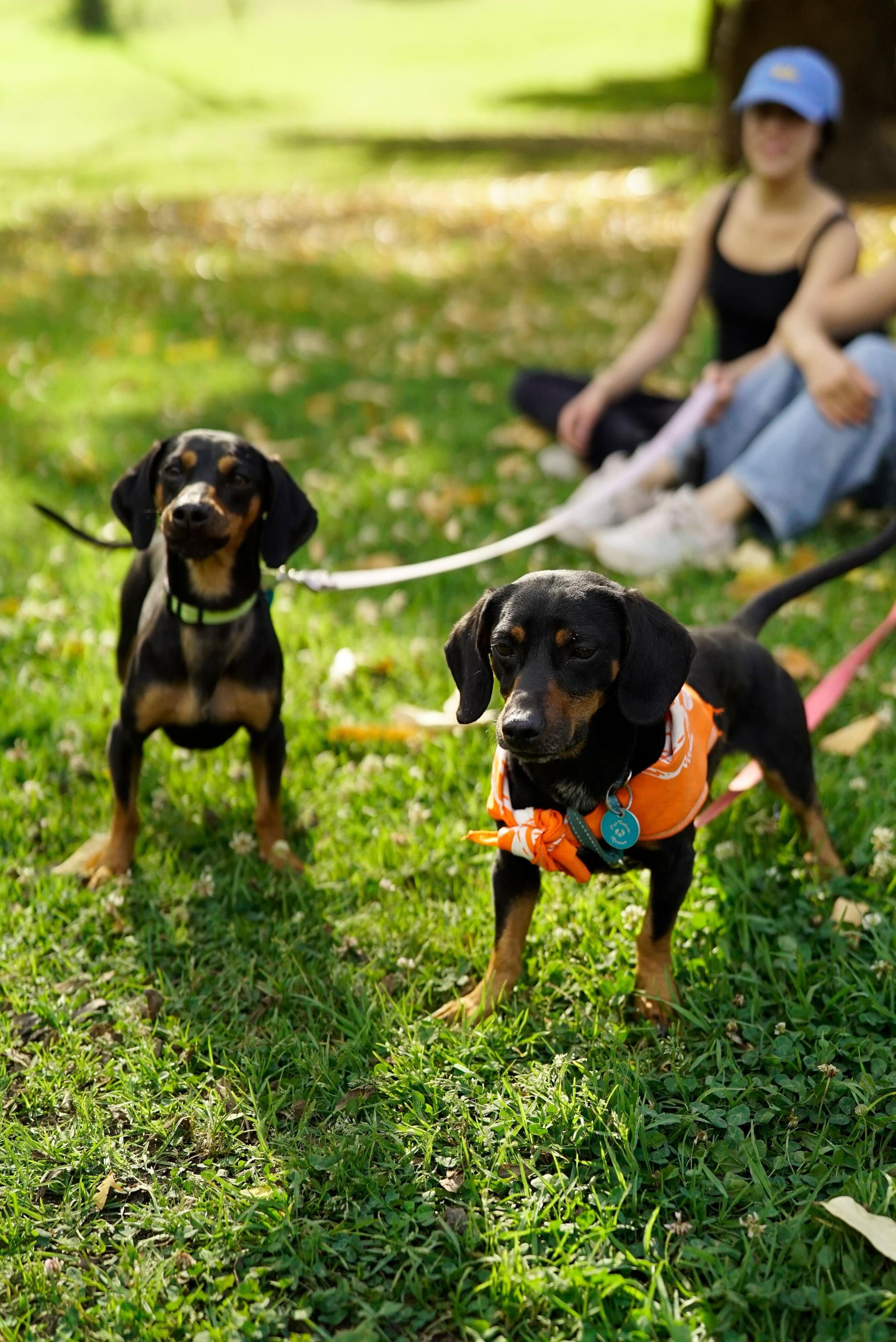 Enlarge Frank & Link, a Adoptable Dachshund in Pasadena, CA image 3/6