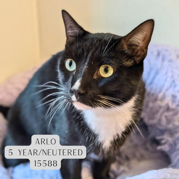 Arlo, Adoptable, Adult Male Domestic Short Hair.