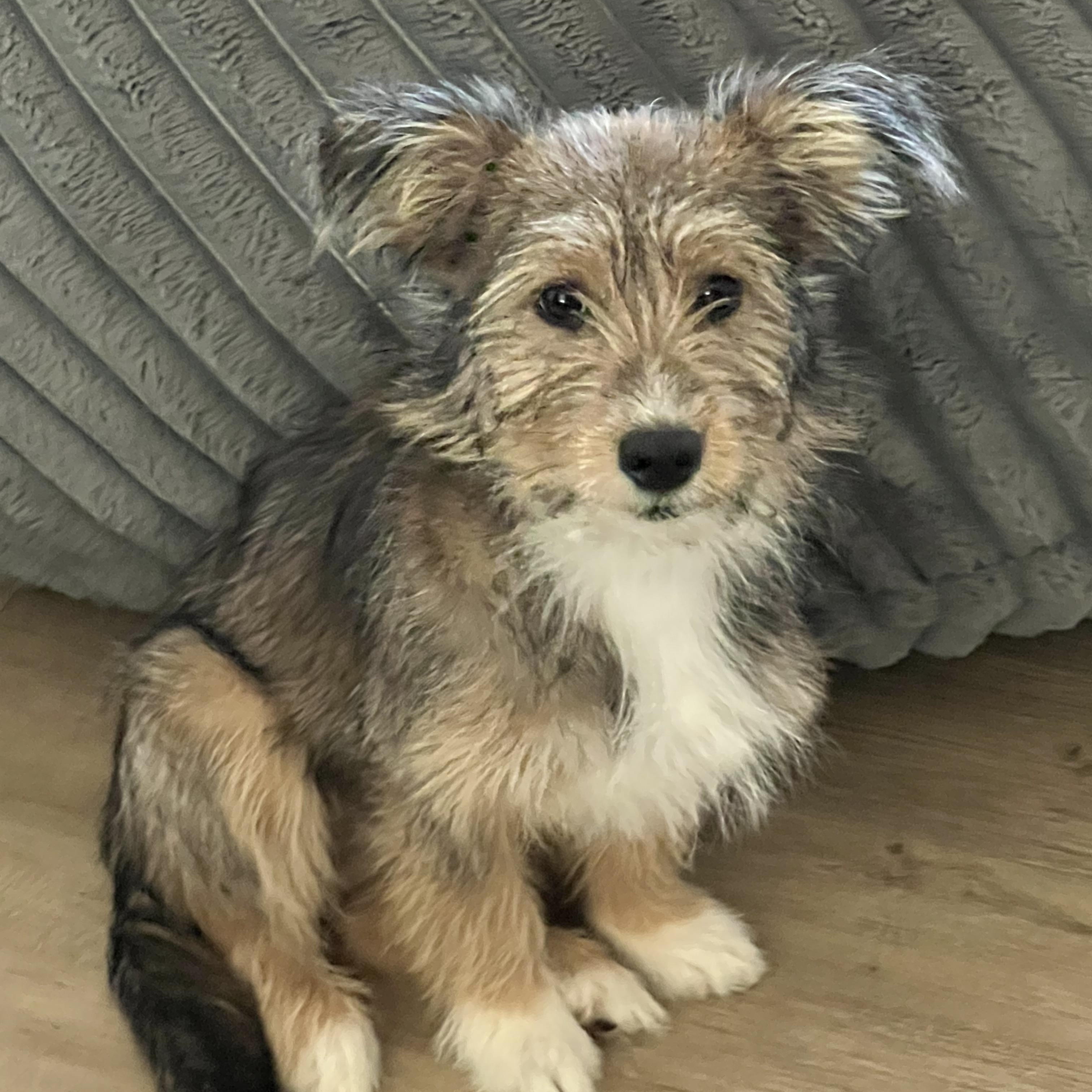 Peaches, an adopted mixed breed in Scottsdale, AZ image 1/6