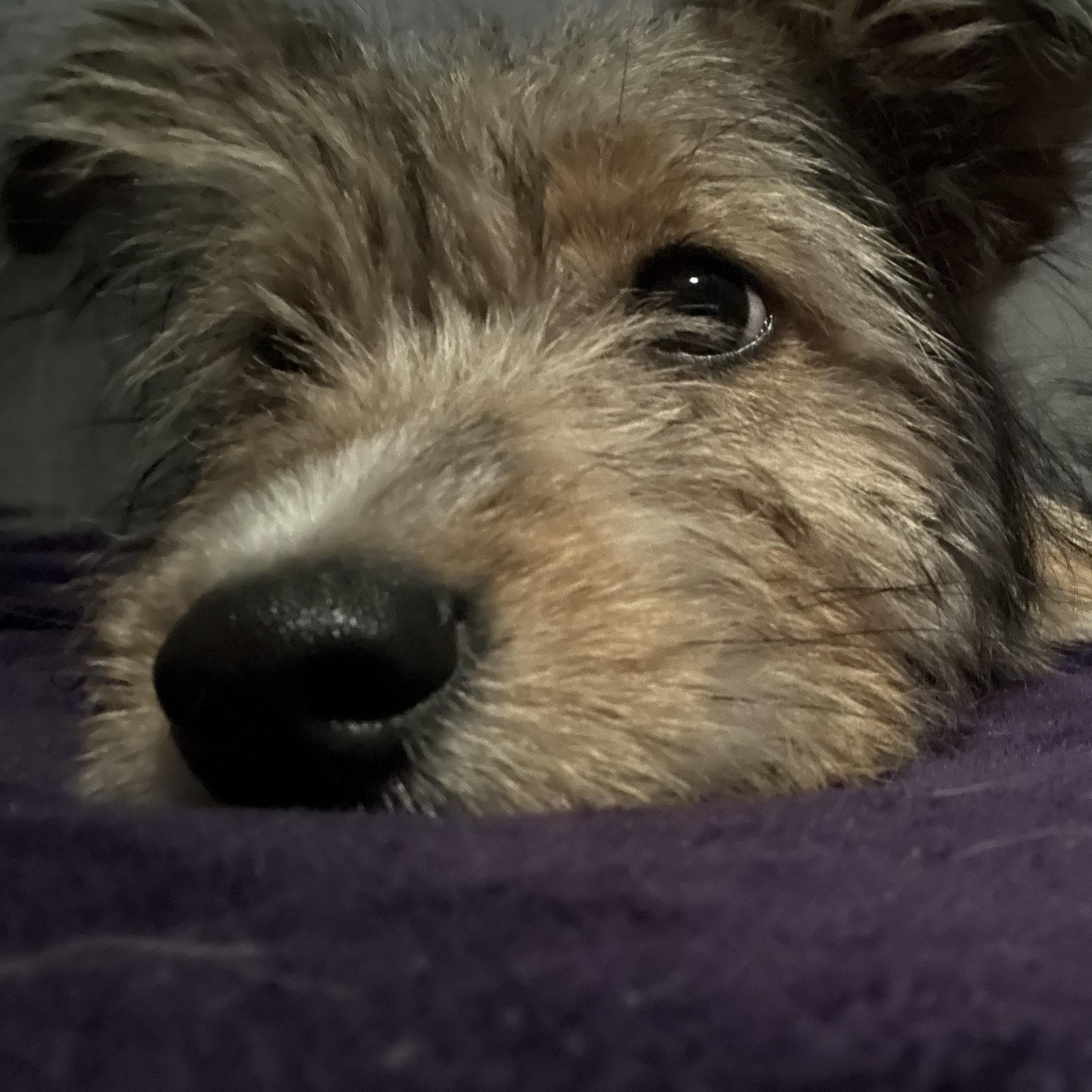 Peaches, an adopted mixed breed in Scottsdale, AZ image 4/6