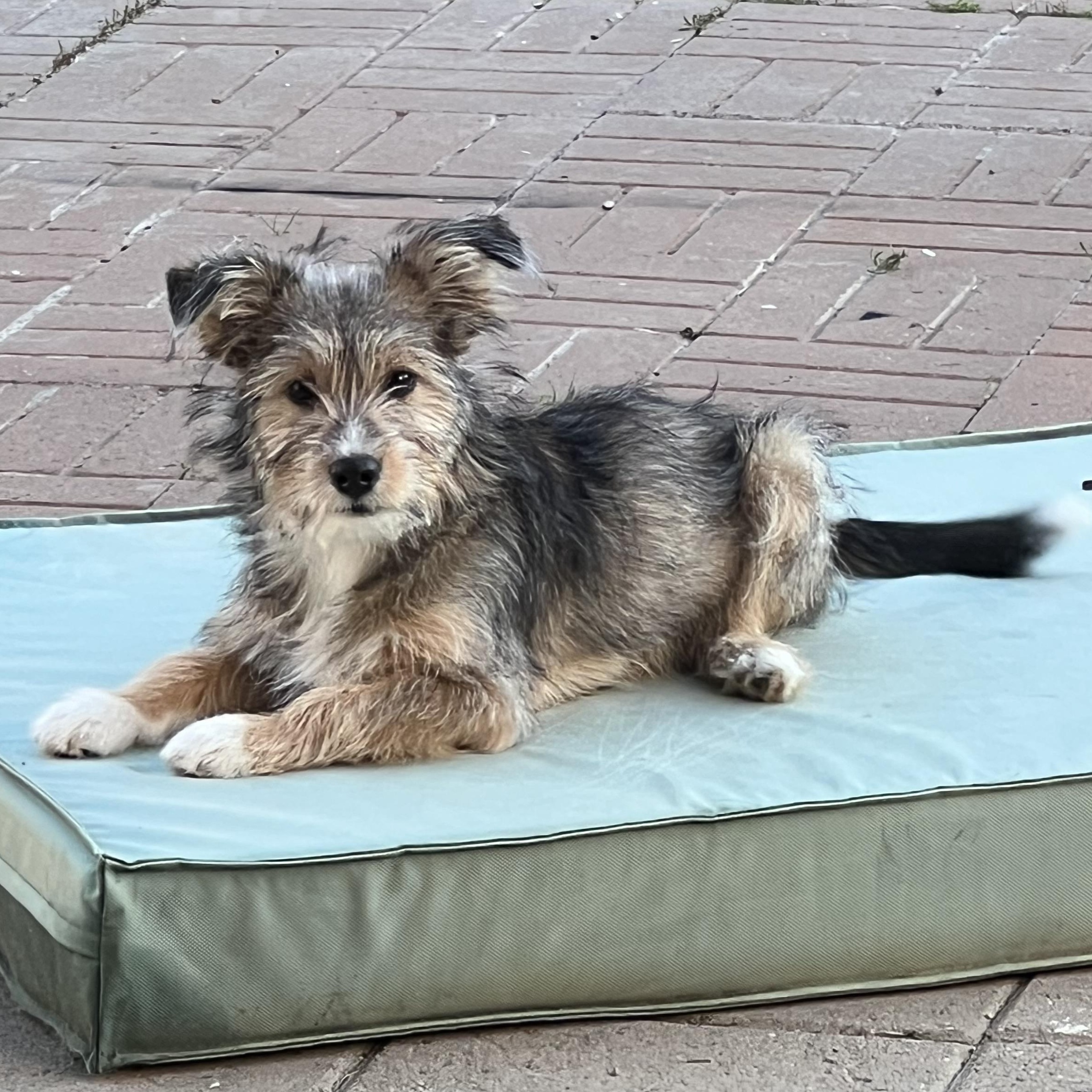 Peaches, an adopted mixed breed in Scottsdale, AZ image 3/6