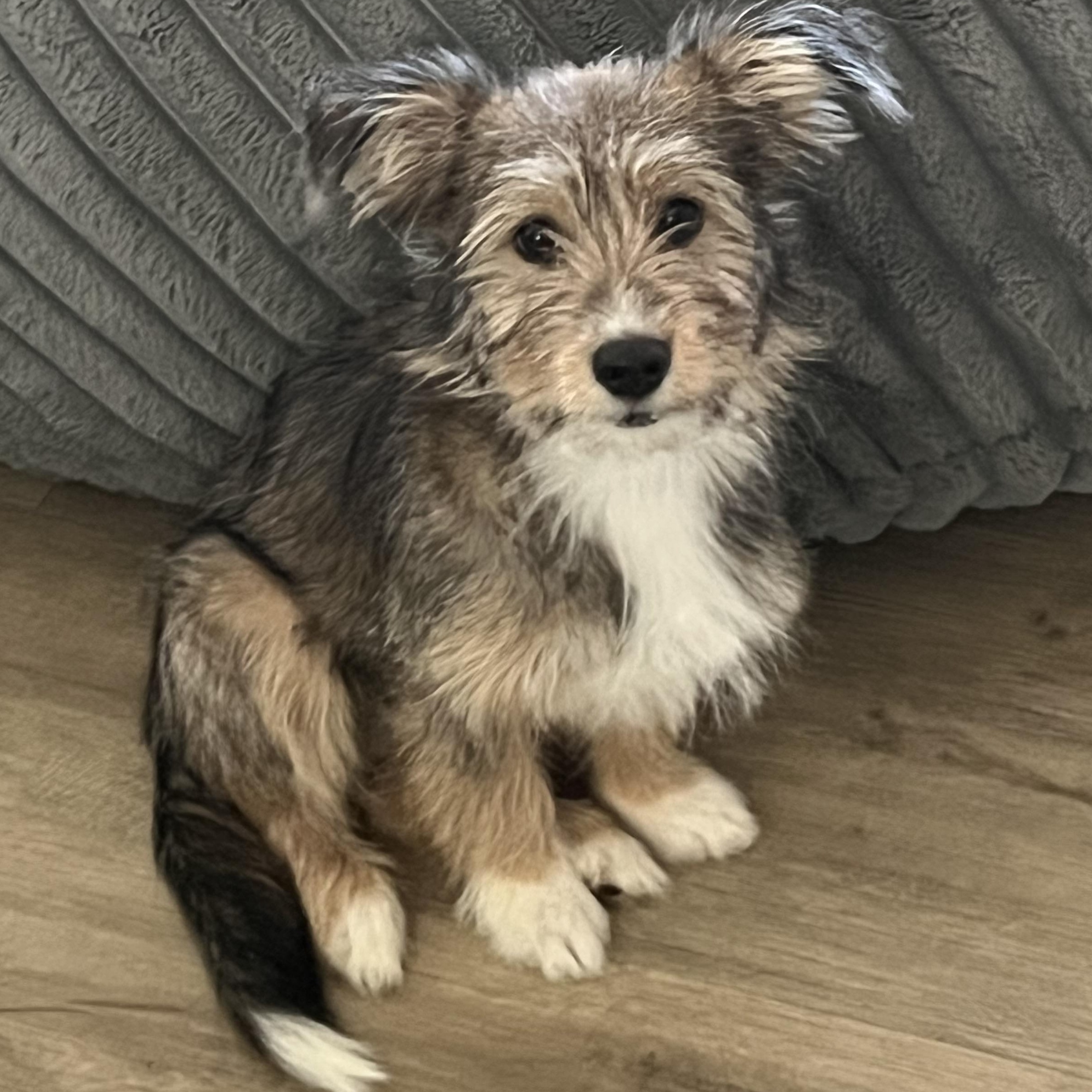 Peaches, an adopted mixed breed in Scottsdale, AZ image 6/6