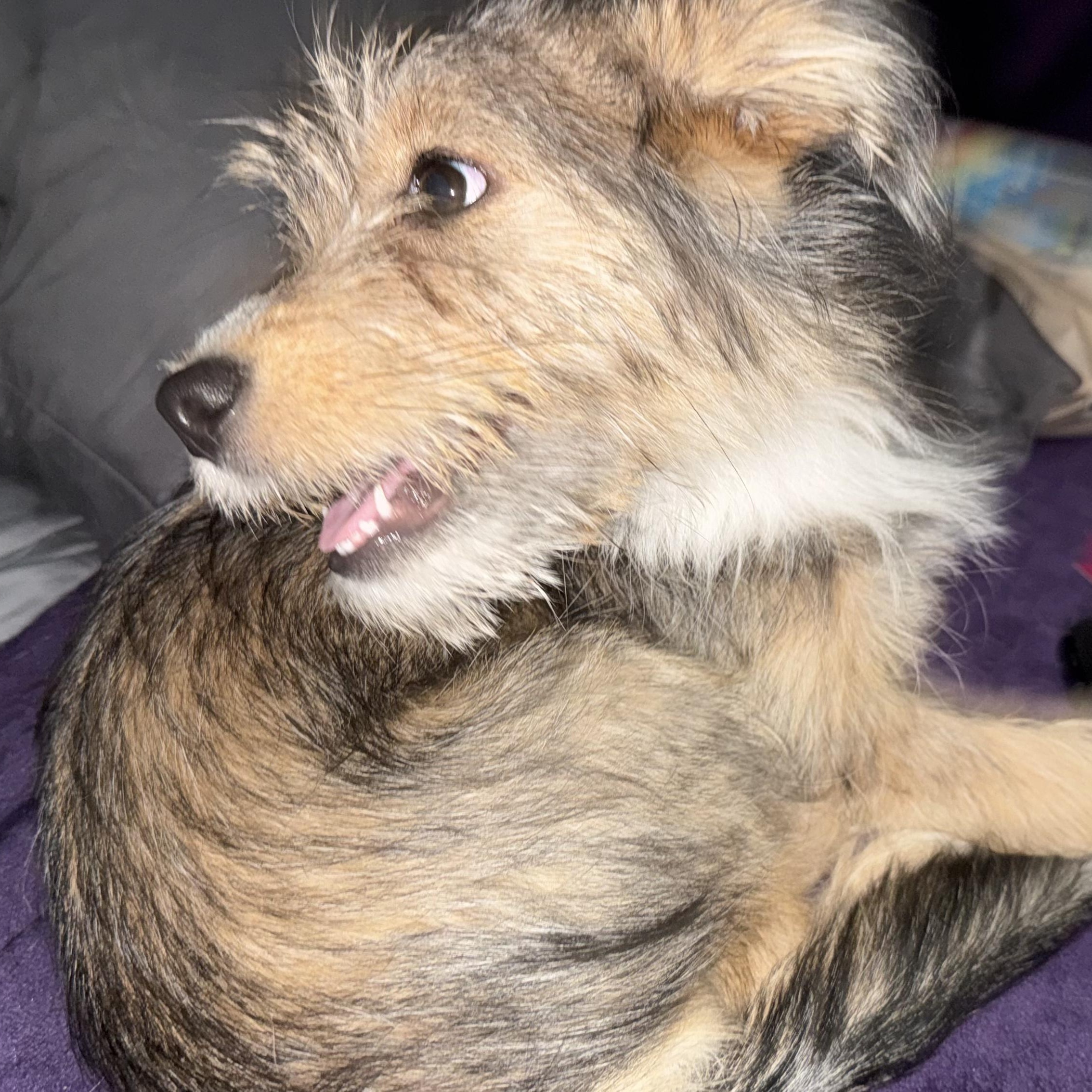 Peaches, an adopted mixed breed in Scottsdale, AZ image 2/6