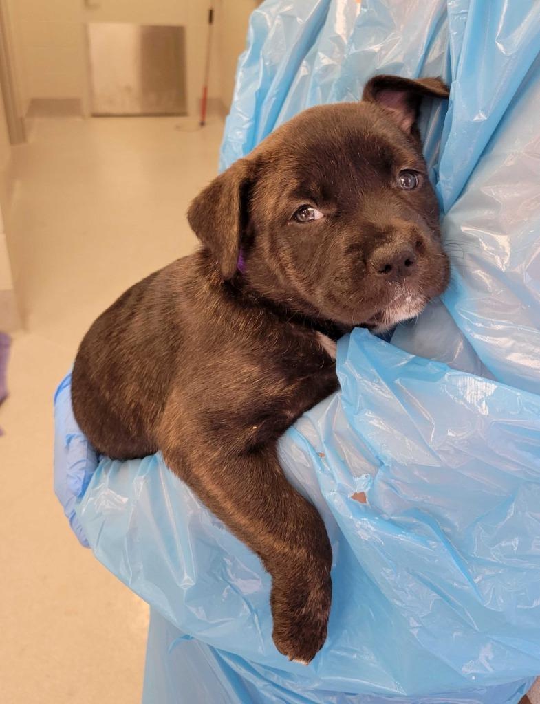 Enlarge Goose, a Adoptable mixed breed in Chillicothe, OH image 1/1