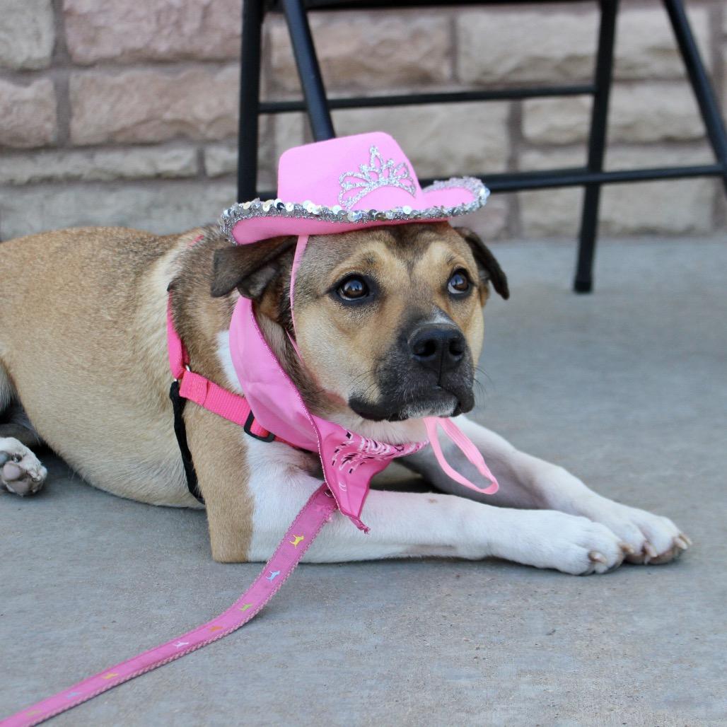Georgina, Adoptable, Young Female Shar-Pei & Mixed Breed.