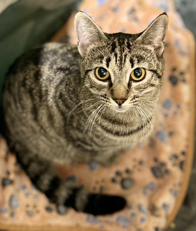 Sierra, a Adoptable Domestic Short Hair in Warwick, RI image 1/3