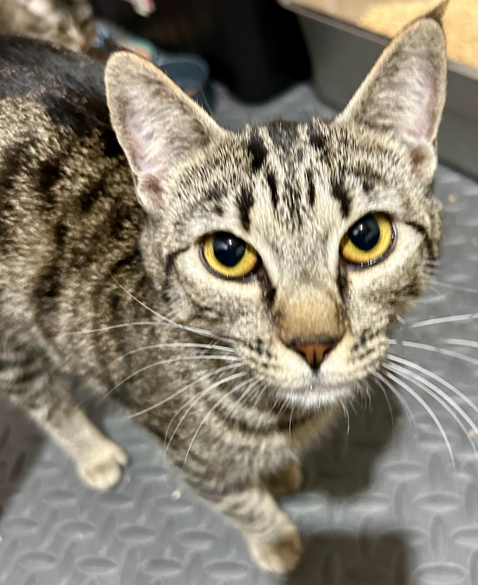 Sierra, a Adoptable Domestic Short Hair in Warwick, RI image 3/3