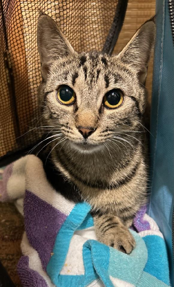 Sierra, a Adoptable Domestic Short Hair in Warwick, RI image 2/3