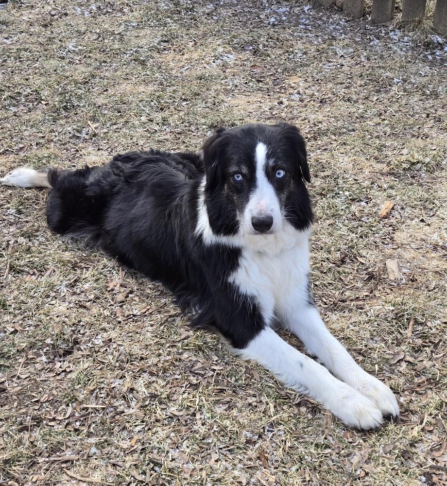 1061 Hailey, Adoptable, Adult Female Australian Shepherd.