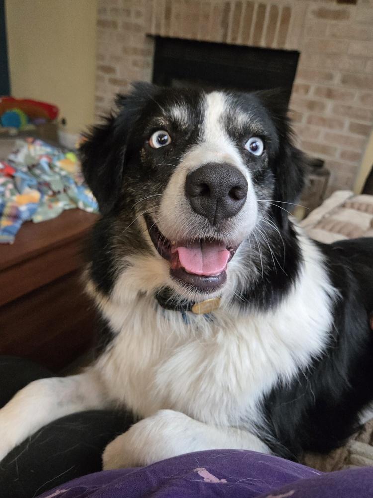 Enlarge 1061 Hailey, a Adoptable Australian Shepherd in Ringwood, IL image 2/6