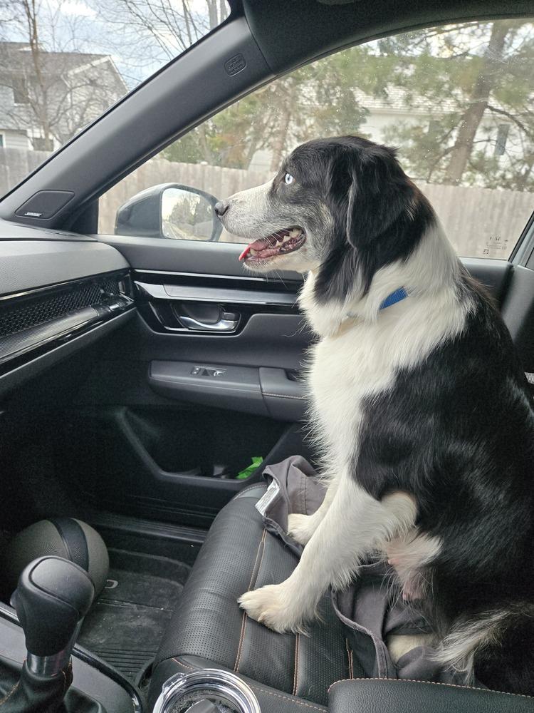 Enlarge 1061 Hailey, a Adoptable Australian Shepherd in Ringwood, IL image 3/6