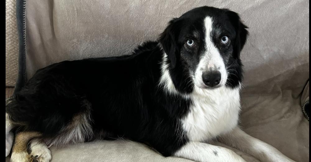 Enlarge 1061 Hailey, a Adoptable Australian Shepherd in Ringwood, IL image 4/6