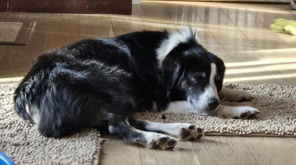 Enlarge 1061 Hailey, a Adoptable Australian Shepherd in Ringwood, IL image 5/6