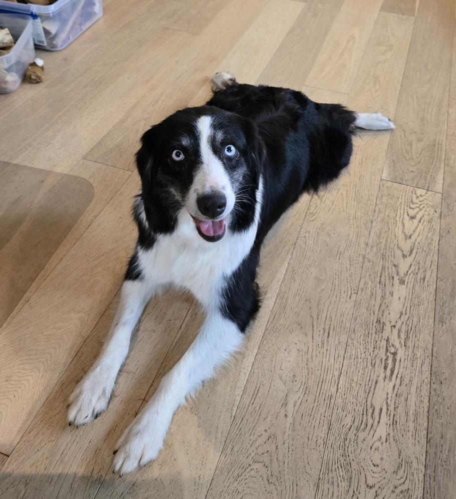 1061 Hailey, Adoptable, Adult Female Australian Shepherd.