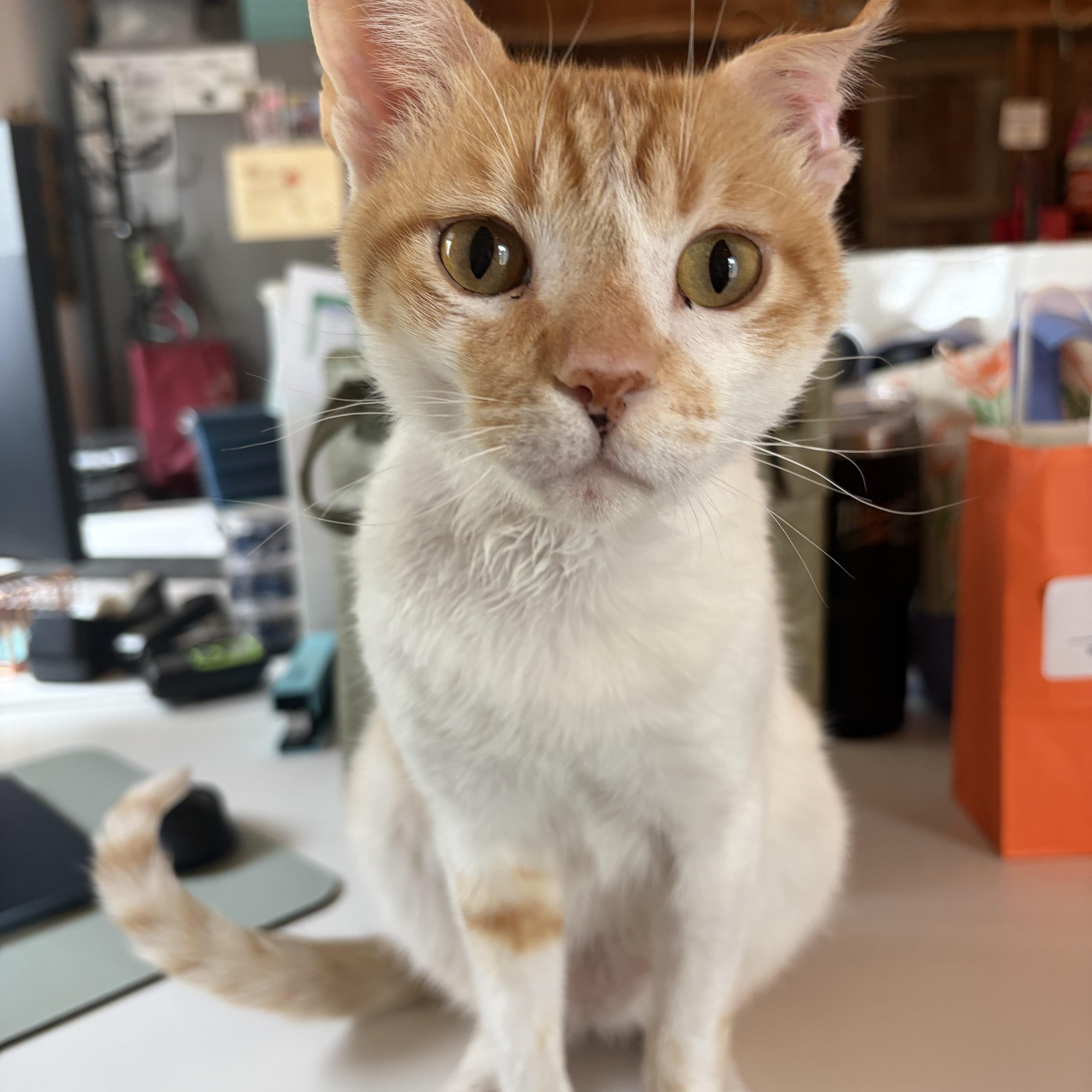 Amarillo, ADOPTABLE, Young Male American Shorthair.