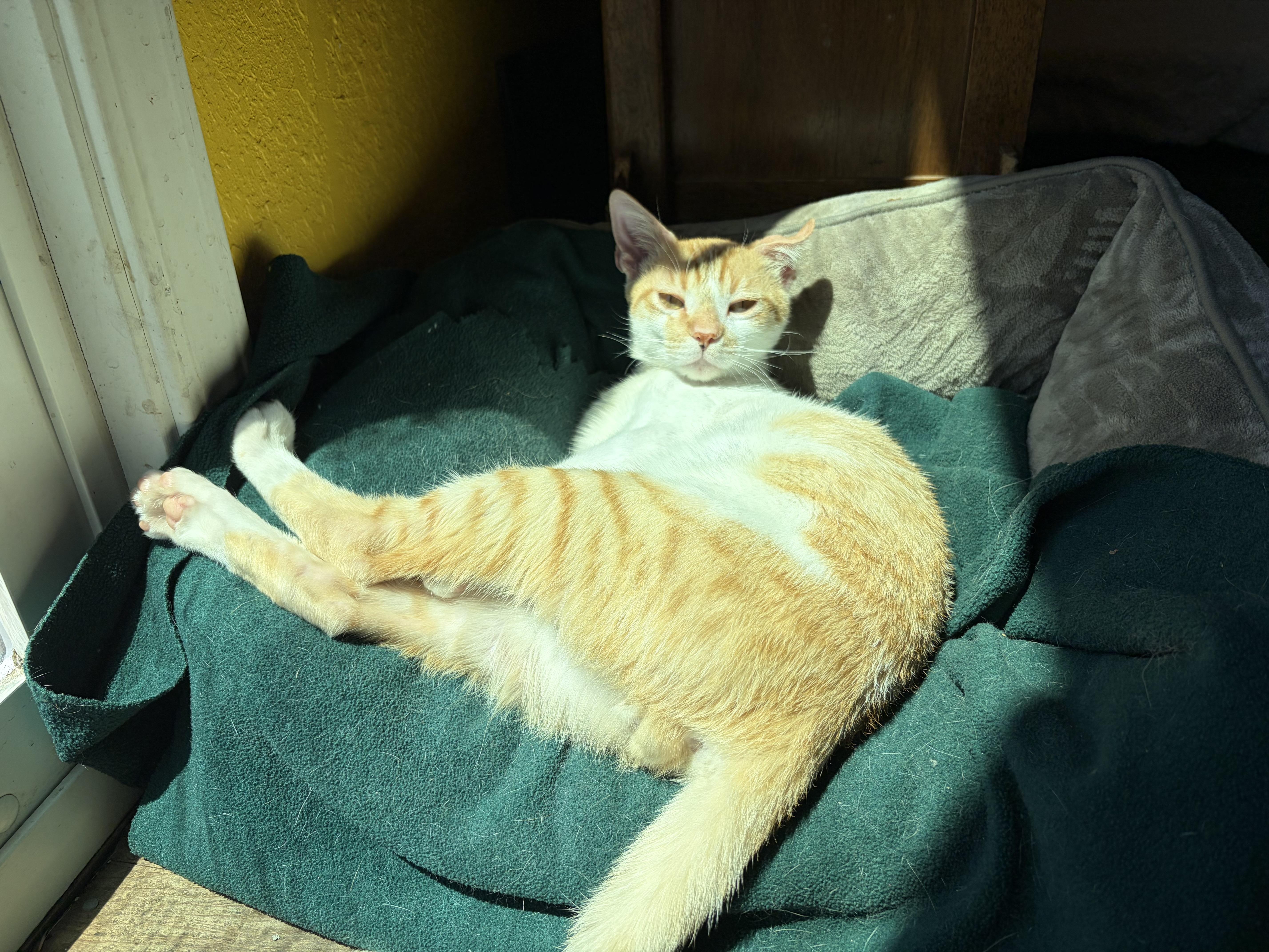 Enlarge Amarillo, a ADOPTABLE mixed breed in Santa Rosa, CA image 2/4