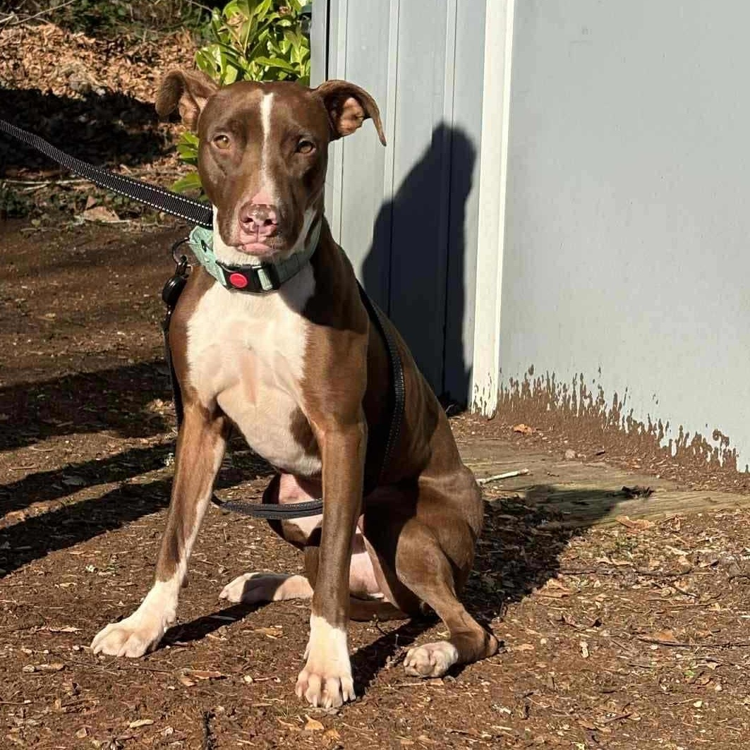 Enlarge Bambi, a ADOPTABLE mixed breed in Bend, OR image 2/6
