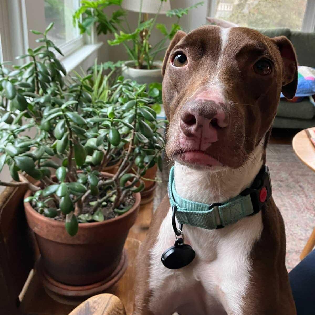 Bambi, ADOPTABLE, Young Female German Shorthaired Pointer & Mixed Breed.