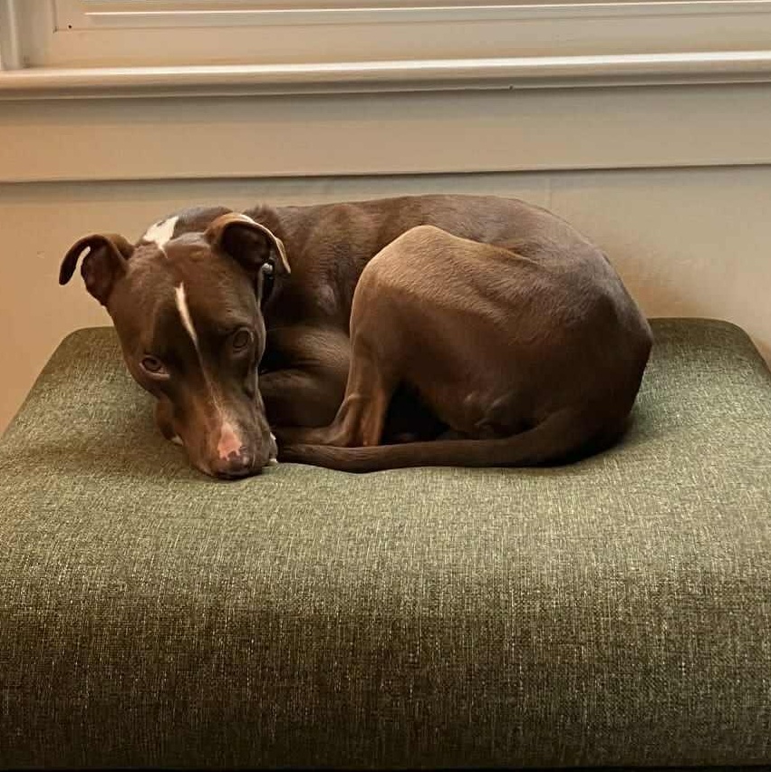 Enlarge Bambi, a ADOPTABLE mixed breed in Bend, OR image 4/6