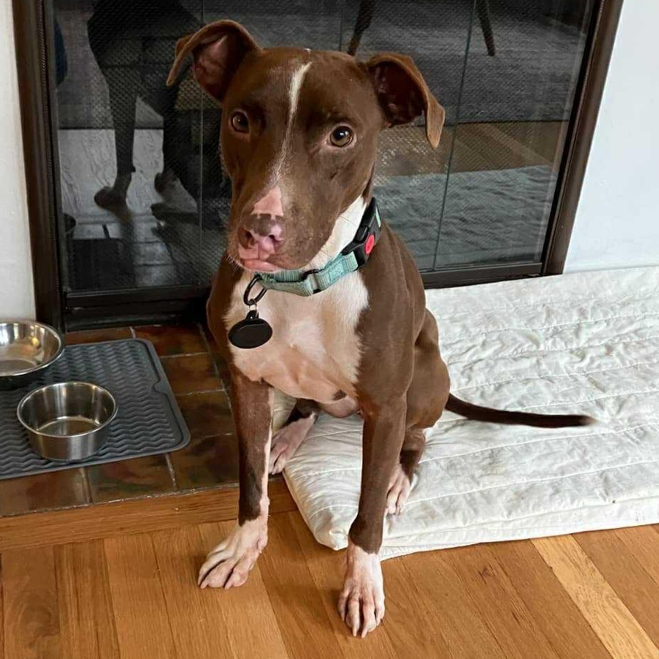 Enlarge Bambi, a ADOPTABLE mixed breed in Bend, OR image 5/6