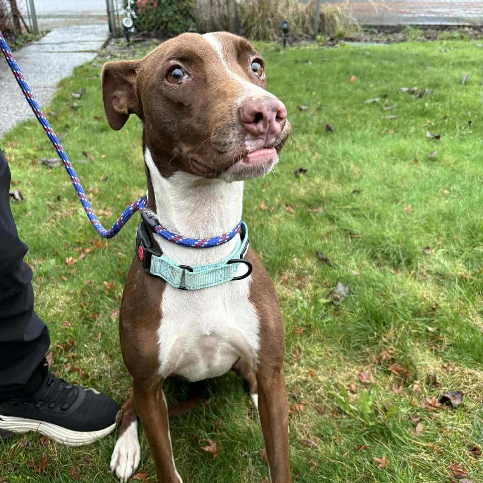 Enlarge Bambi, a ADOPTABLE mixed breed in Bend, OR image 3/6