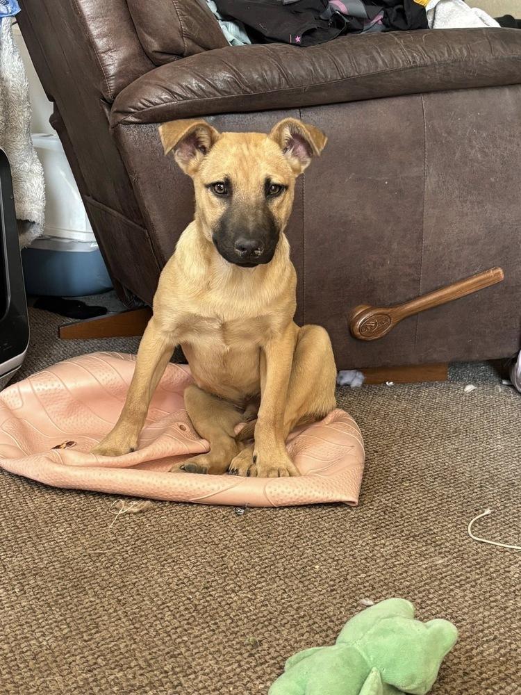 Tau, Adoptable, Puppy Male Shepherd.
