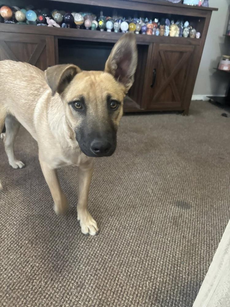 Tau, a Adoptable mixed breed in Colorado Springs, CO image 2/6