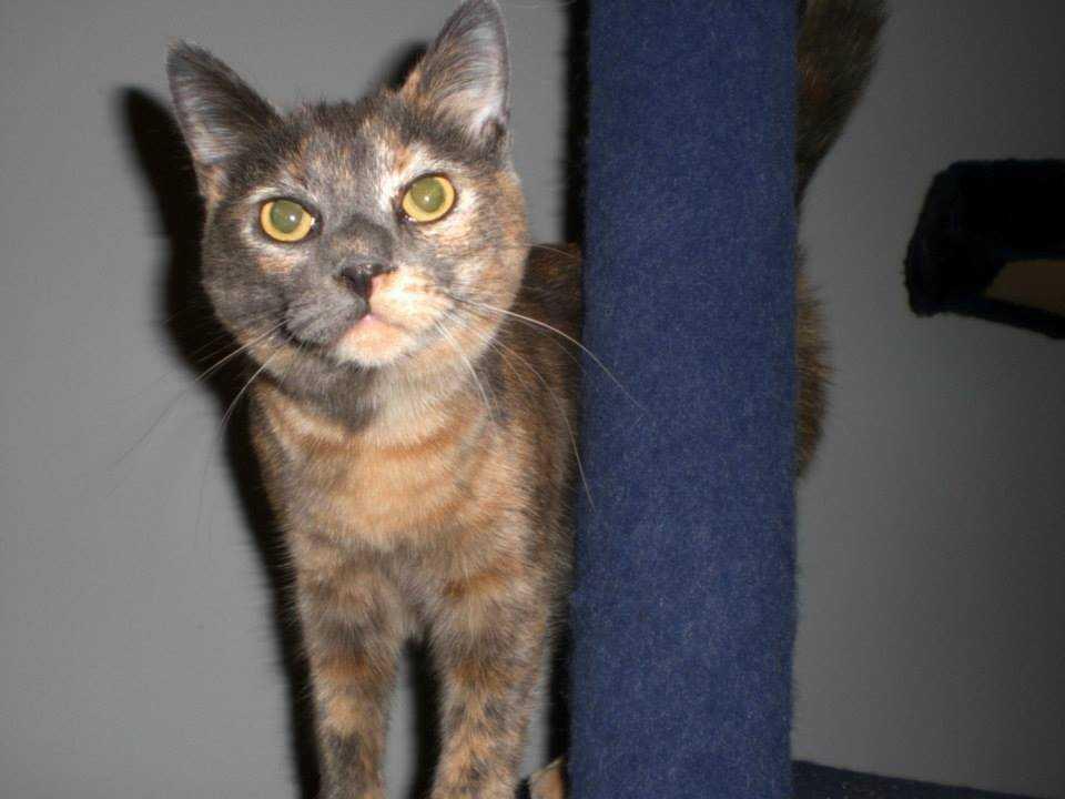Molly, Adoptable, Adult Female Domestic Short Hair.