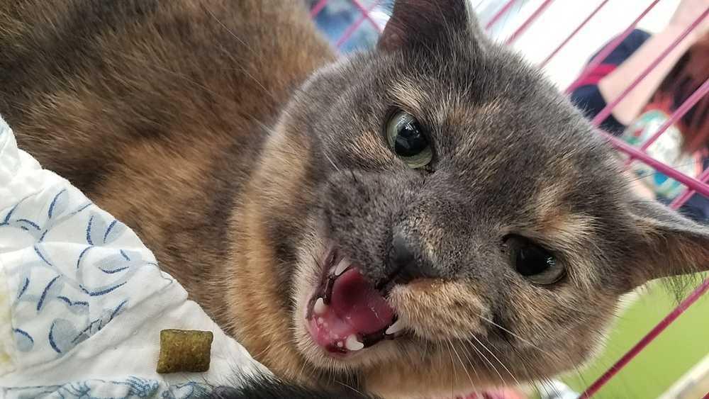 Enlarge Molly, a Adoptable Domestic Short Hair in Campobello, SC image 2/3