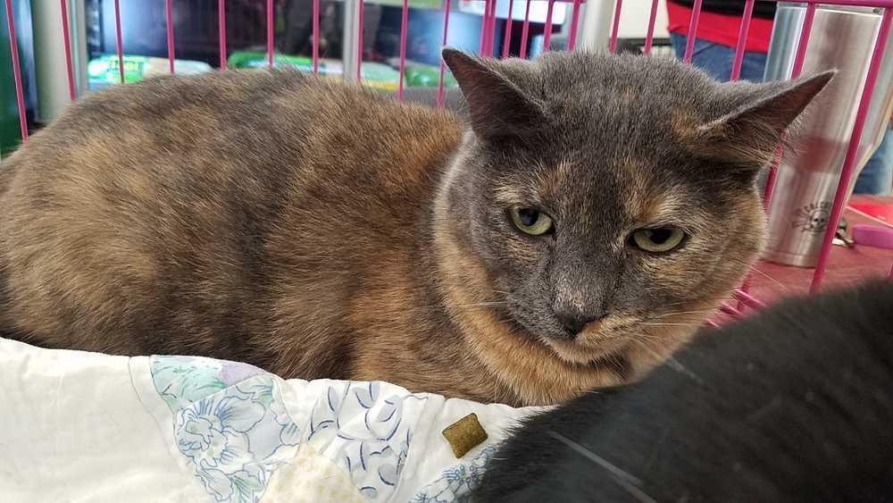 Enlarge Molly, a Adoptable Domestic Short Hair in Campobello, SC image 3/3