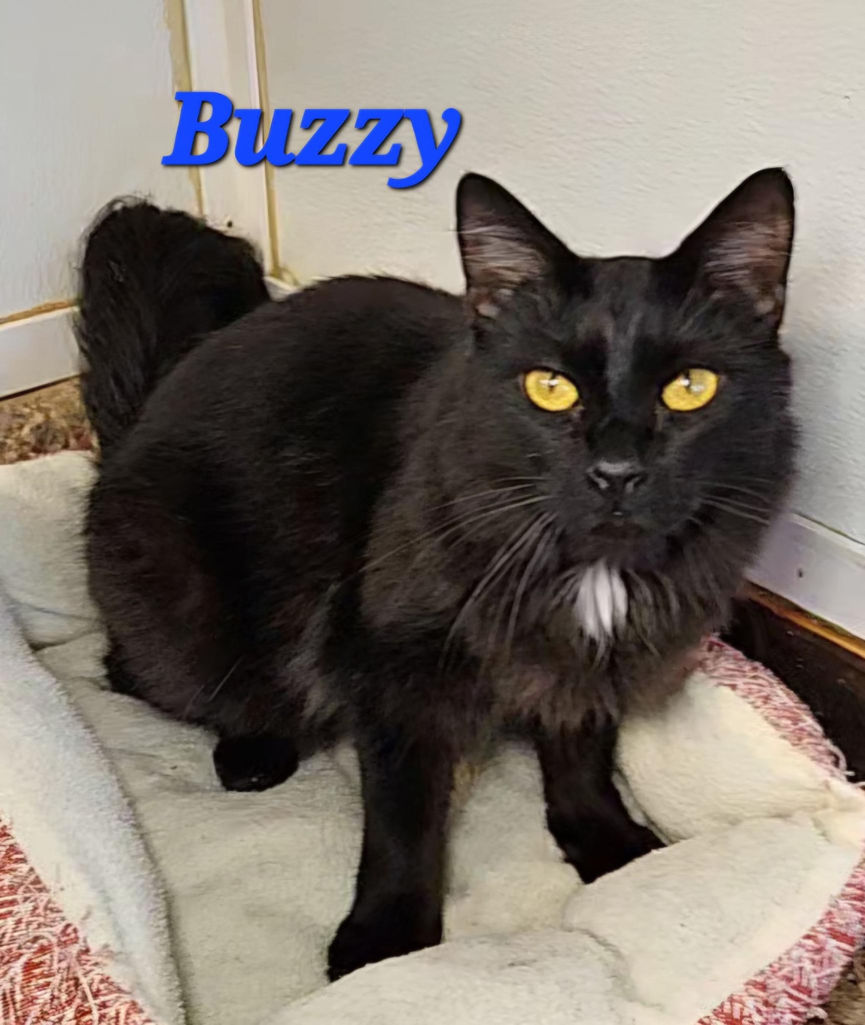 Buzzy photo 2