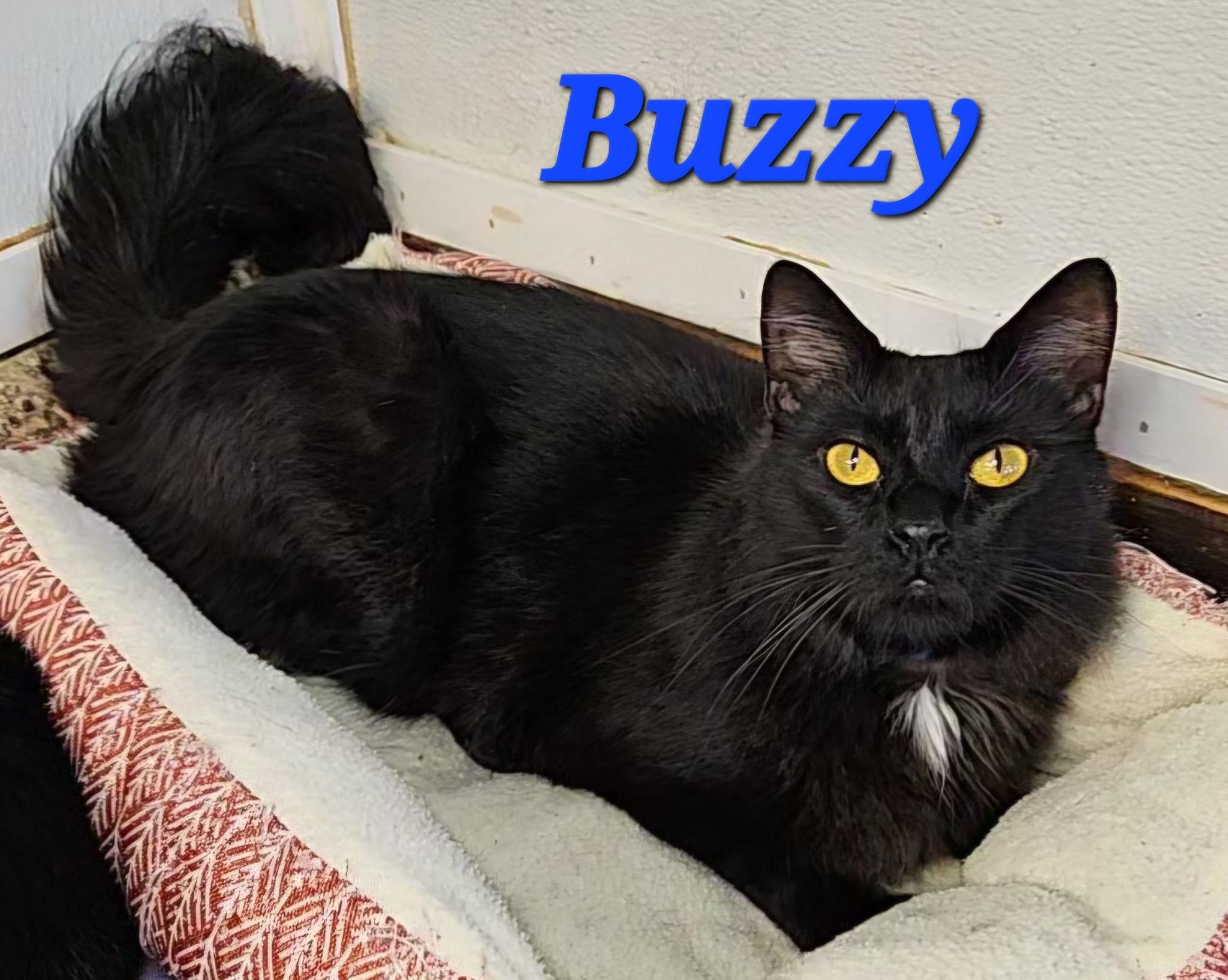 Buzzy, Adult Male Domestic Long Hair
