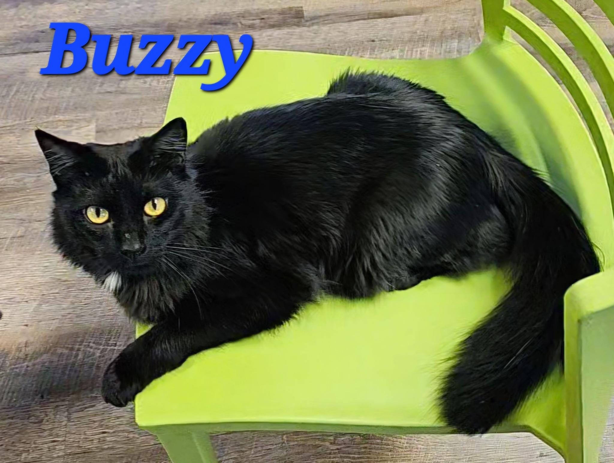 Buzzy photo 3