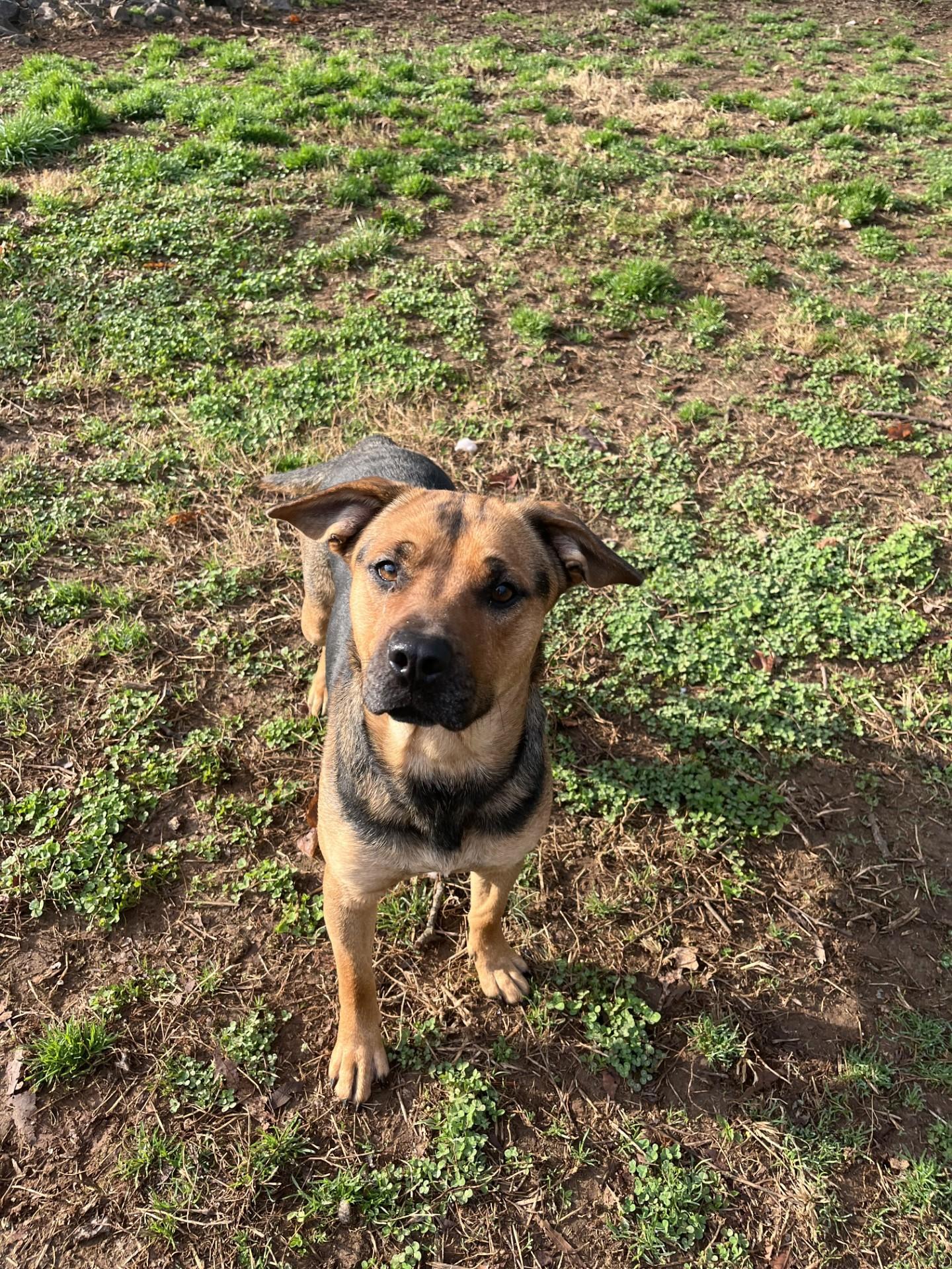 Sweetcakes, Adoptable, Adult Female Mixed Breed.