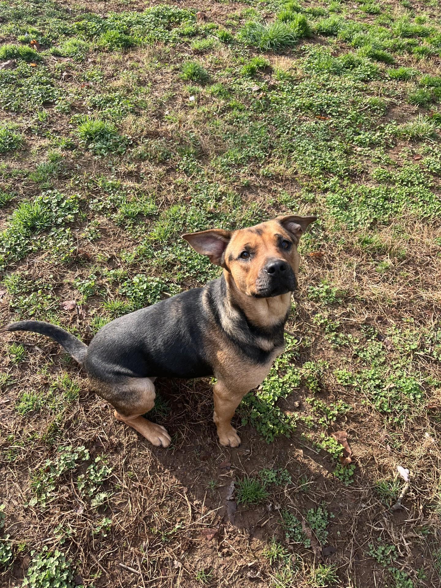 Enlarge Sweetcakes, a Adoptable Mixed Breed in Loudon, TN image 2/3